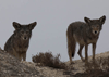 Coyote – Canis latrans – coyote